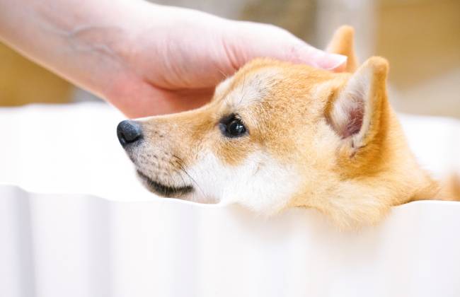 侯毅再创业 在宠物赛道复制“盒马鲜生”?