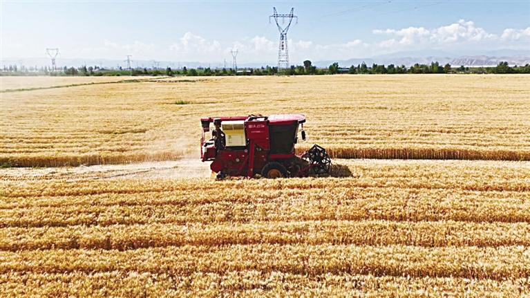 小麦野生近缘种基因组“密码”被破解